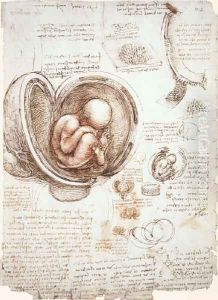 Studies Of Embryos