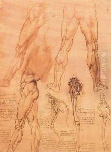 Studies of legs of man and the leg of a horse by Leonardo Da Vinci