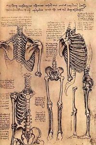 Drawing of the Torso and the Arms