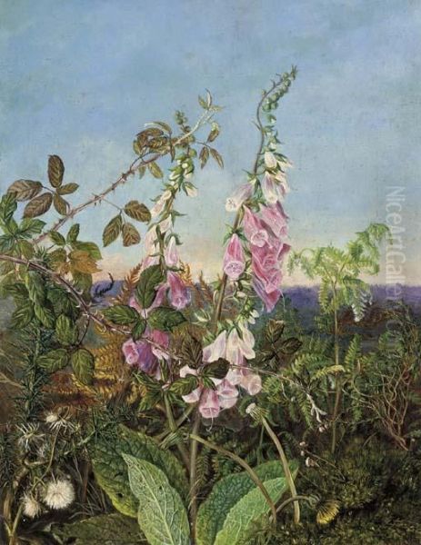 A Summer Hedgerow - view 1