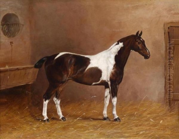 "magpie" - view 1