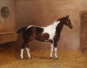 "magpie"