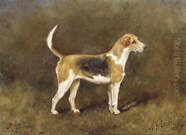 Rally, A Champion Hound Bitch - view 1