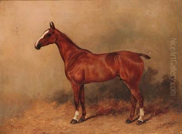 Friz-hill, A Chestnut Polo Pony - view 1