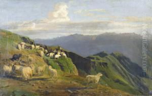 Alpweide Mit Schafherde