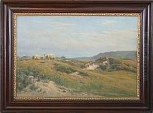 Sheep In The Dunes Of Svinklov