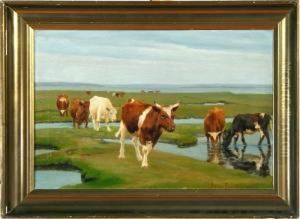 Grazing Cattle On Saltholm Island, Denmark