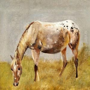 Study Of A Horse Study Of A Horse