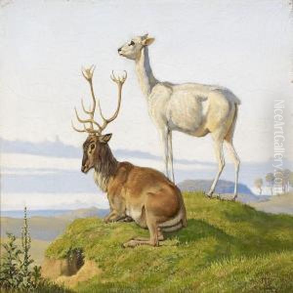 A Deer And Ahind - view 1