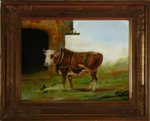 A Study Of A Bull Calf - view 1