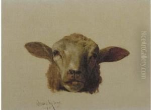 A Sheep's Head A Sheep's Head