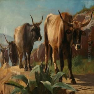 A Herd Of Oxen Wandering Off On A Mountain Trail In Olevano,italy