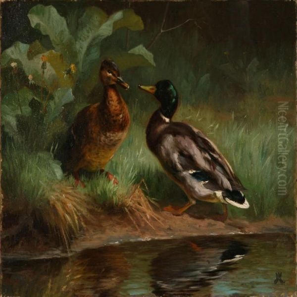 Two Ducks By A Shoreline - view 1