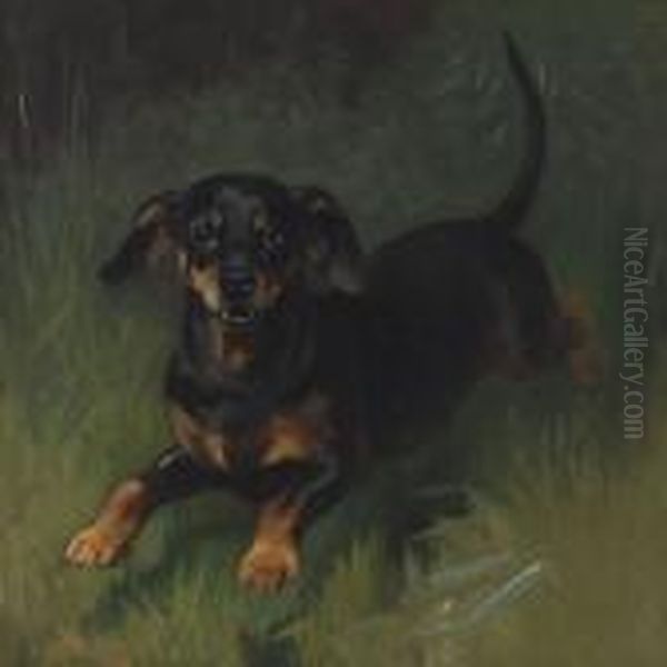 Dachshund - view 1