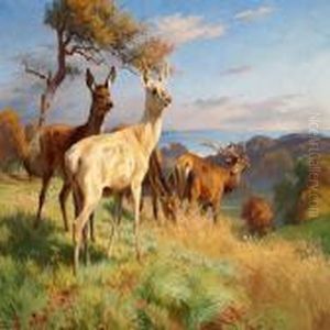 Deer In Dyrehaven North Of Copenhagen