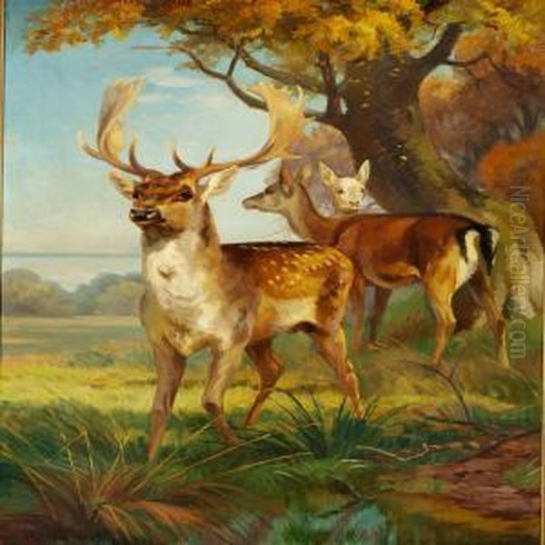 Fallow Bucks In The Woods - view 1