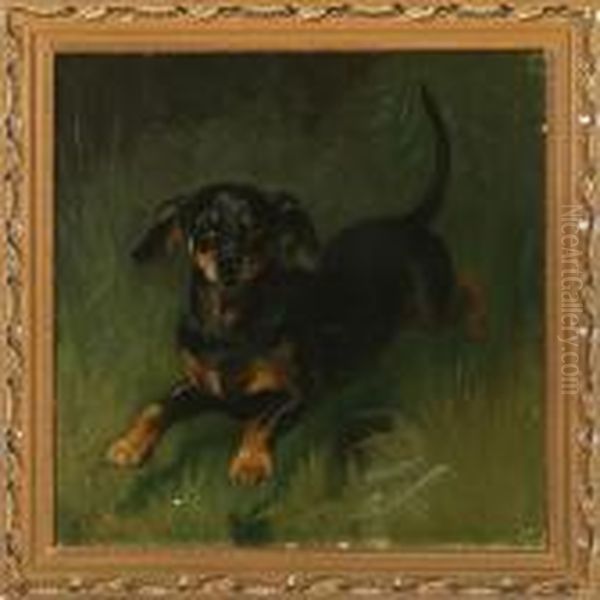 A Dachshund - view 1