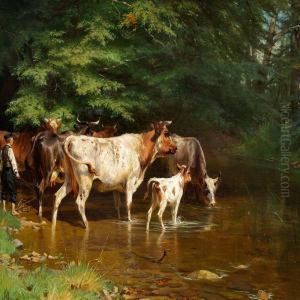 The Cows Are Being Watered