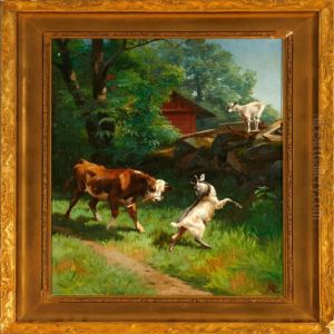 A Calf And Goats Playing On A Summer Day In Scania (skane), Sweden