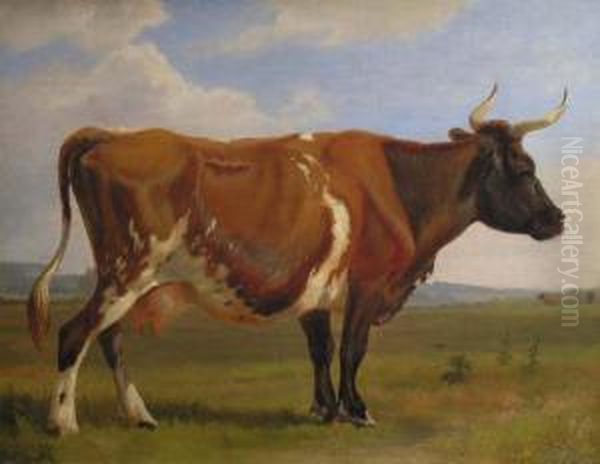 Vache - view 1