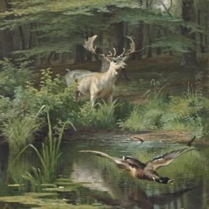 Forest Lake With Deerand Duck Taking Off