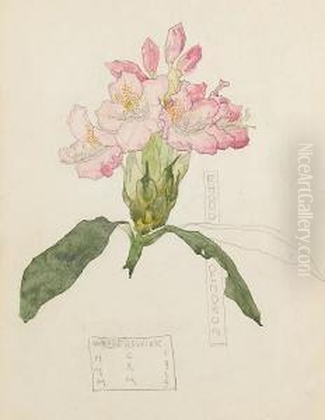 Rhododendron - view 1