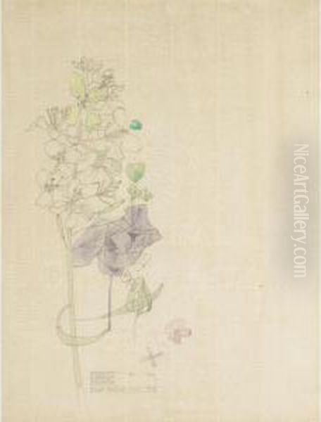 Mustard-seed Flower, Holy Island - view 1