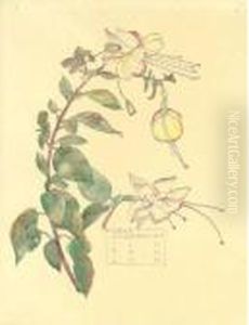 Study Of A Fuchsia