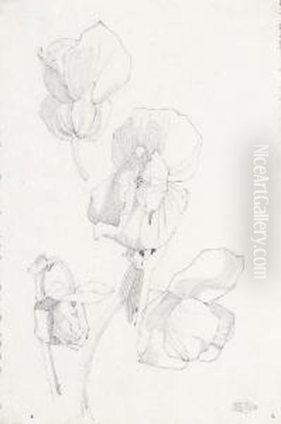 Large Petals - view 1