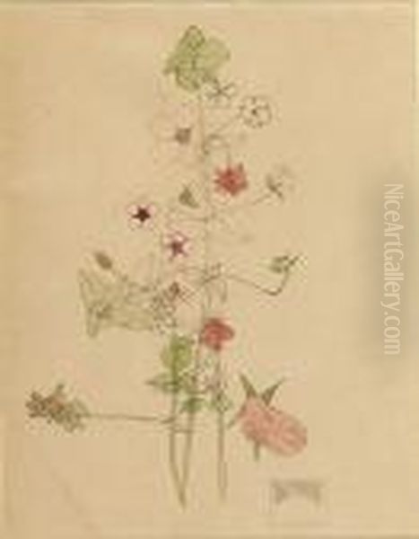 Pimpernel, Holy Island - view 1