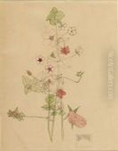 Pimpernel, Holy Island