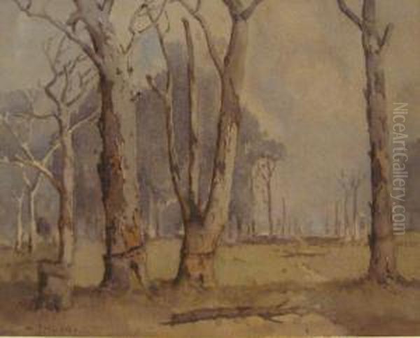 Dead Timber - view 1