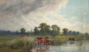 Cattle Watering Beside A River With A View Of A Church Spirebeyond
