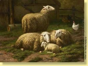 Moutons Et Poules