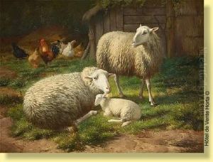 Moutons Et Volaille