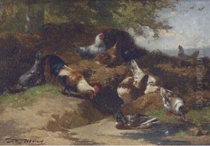 Cockerels And Mallards On A Sheltered Bank