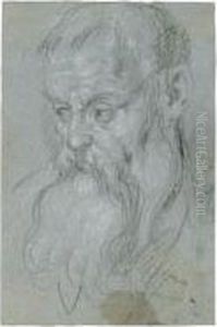 Head Of A Bearded Man by Alessandro Maganza