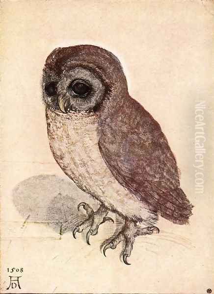 The Little Owl - view 1