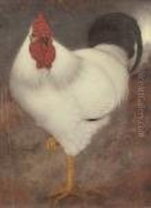 Witte Haan by Jan Mankes