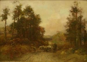 Sheep On A Wooded Track
