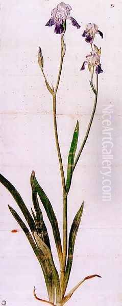 Iris - view 1