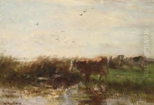 Cows Grazing On The Waterfront