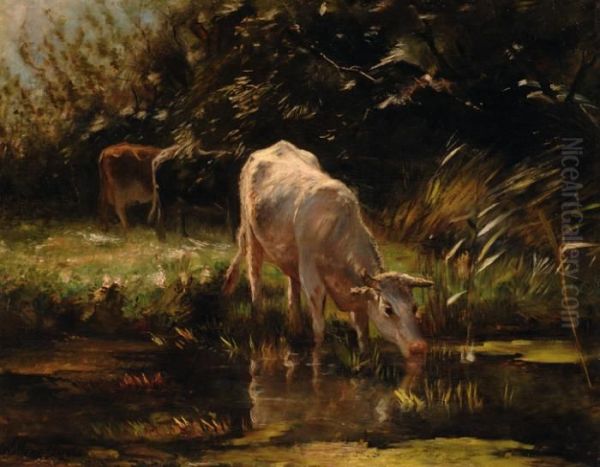 A Calf Drinking From Apond - view 1
