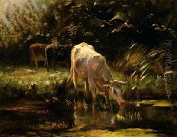 A Calf Drinking From A Pond - view 1