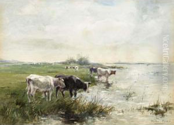 Watering Cows In A Polder Landscape - view 1