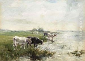 Watering Cows In A Polder Landscape