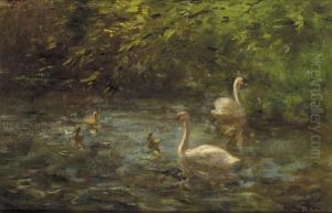 Swans And Their Young On A Pond