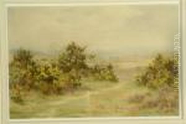 Rabbits And Gorse On Heathland - view 1