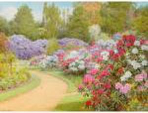 The Rhododendron Walk The Rhododendron Walk
