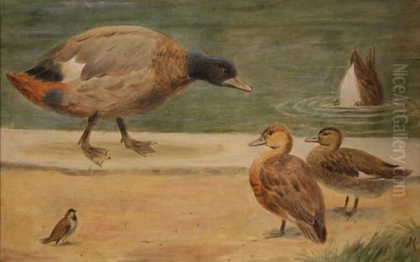 Study Of Ducks And A Sparrow At The Water's Edge - view 1